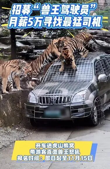 股查查 月薪5万招聘猛兽区司机？洛阳一动物园回应